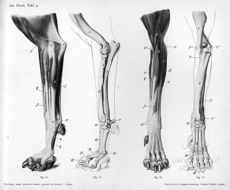 Illustration for article titled Lose Yourself In The Gorgeous Anatomical Drawings of Hermann Dittrich